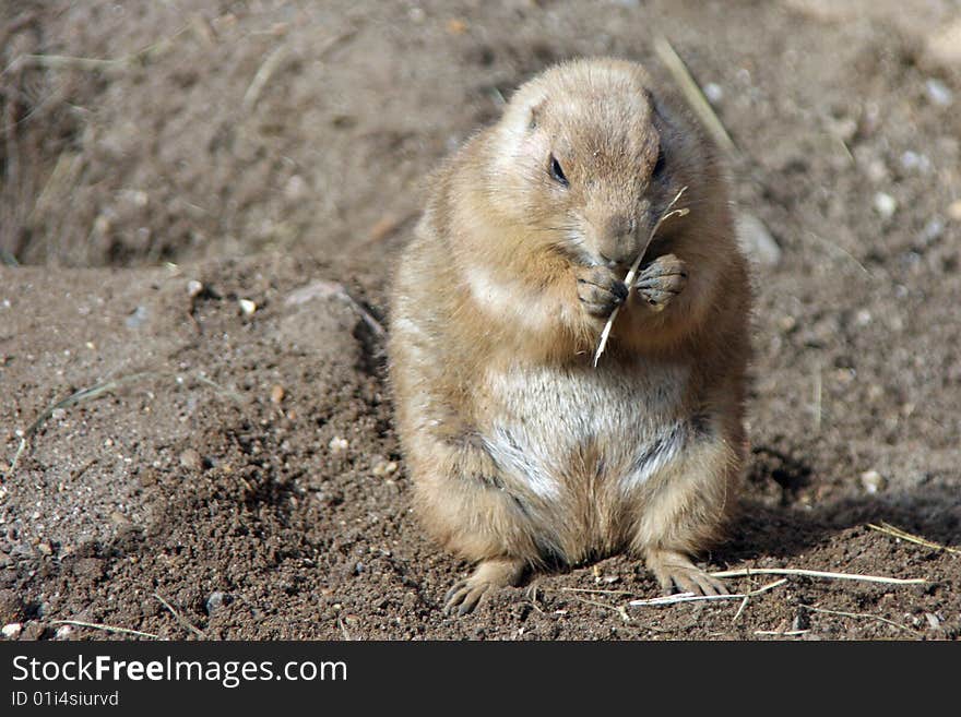 Prarie Dog