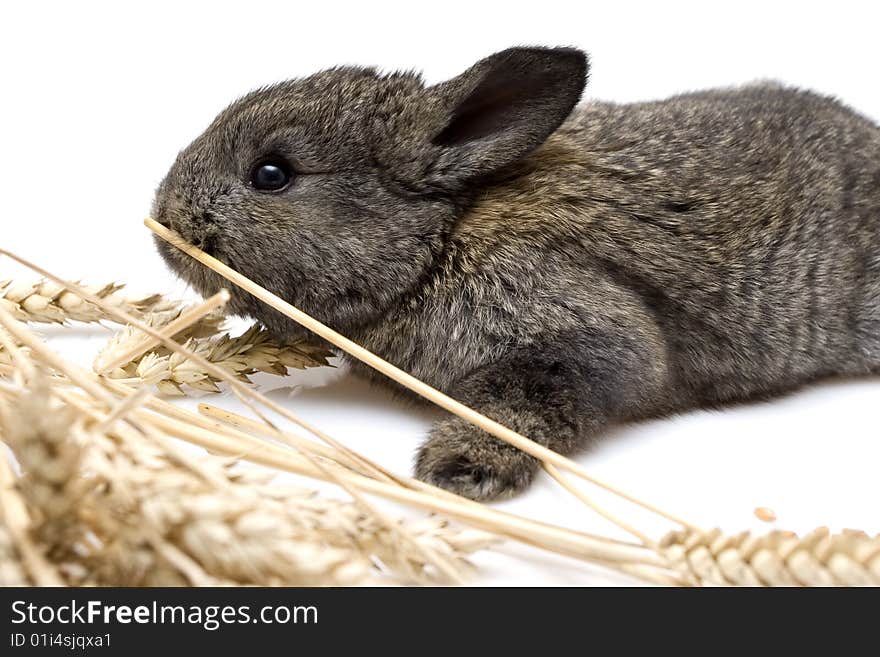 Small estern rabbit on white background. Small estern rabbit on white background