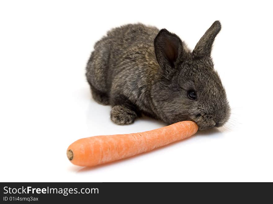 Small estern rabbit with carrots on white background. Small estern rabbit with carrots on white background