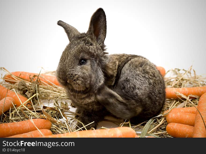 Small estern rabbit with carrots on white background. Small estern rabbit with carrots on white background