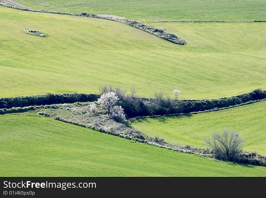 Farmland and green almond blossom in Spain