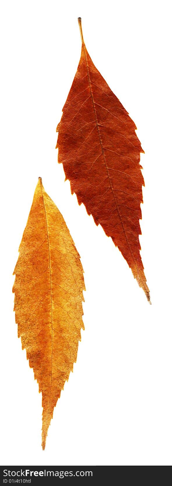 Many different autumn leaves isolated on white