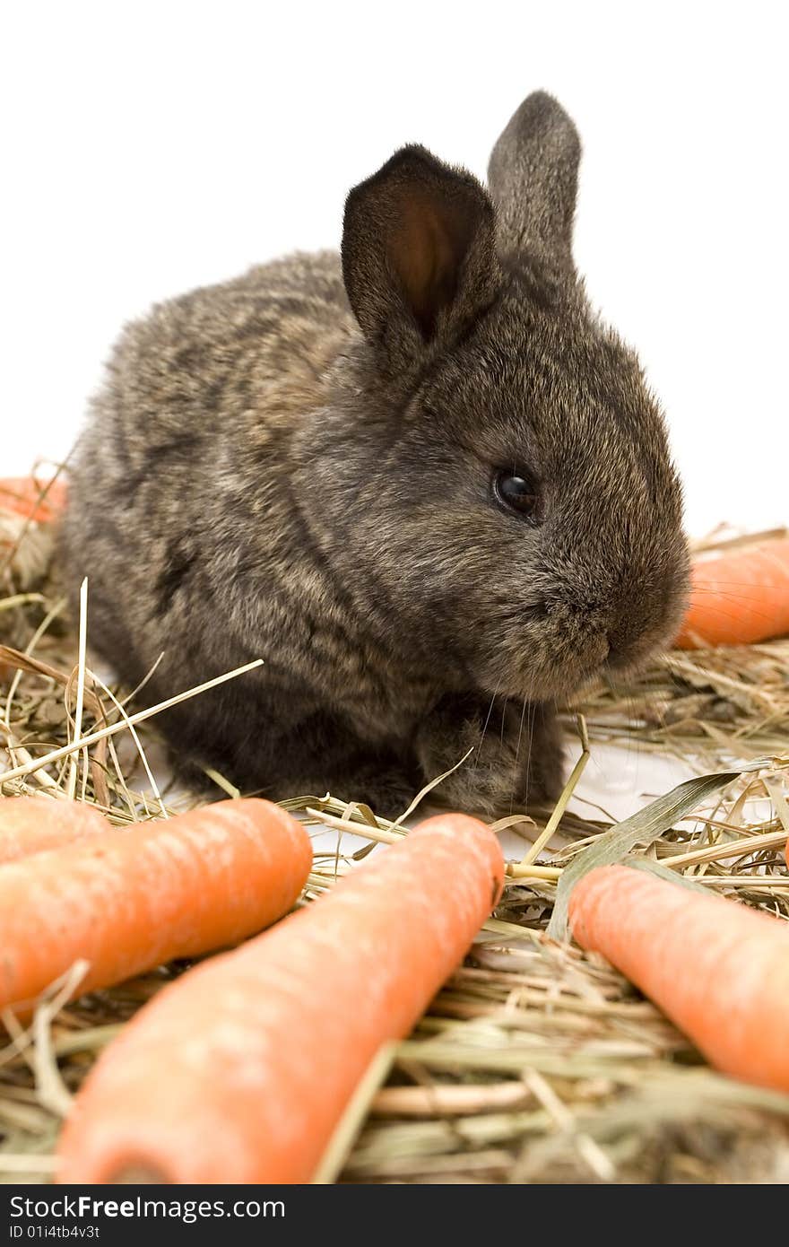 Small estern rabbit with carrots on white background. Small estern rabbit with carrots on white background