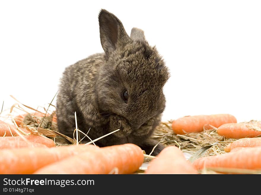 Small estern rabbit with carrots on white background. Small estern rabbit with carrots on white background