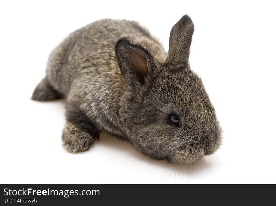 Small estern rabbit on white background. Small estern rabbit on white background