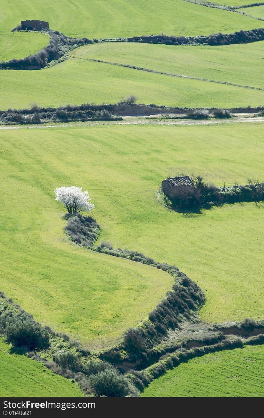 Farmland And Green Almond Blossom In Spain