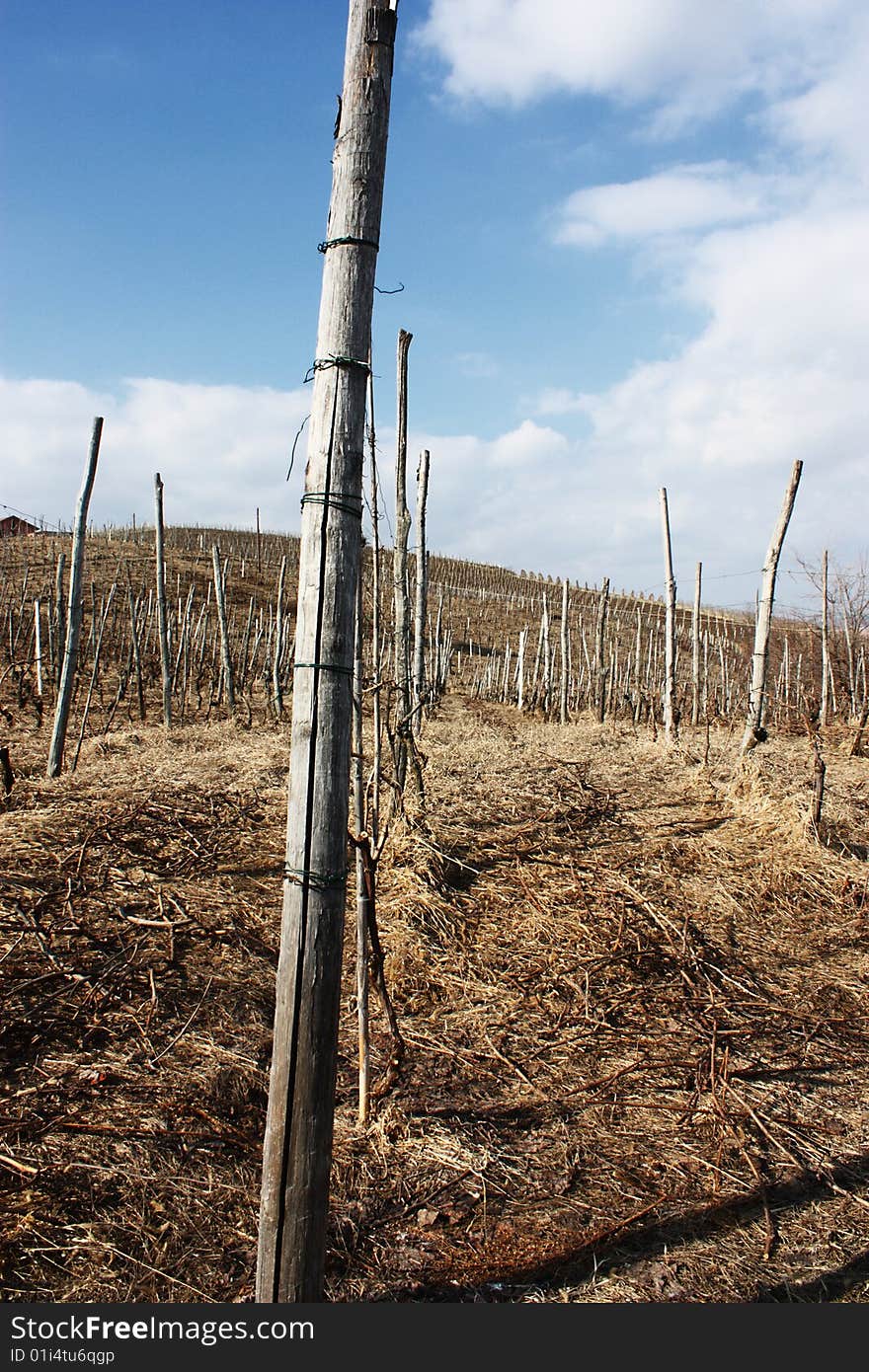 Vineyard in winter, whit sky-blue and the little withe clouds