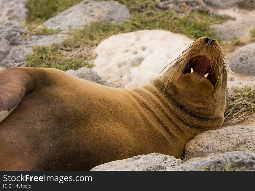 Galapagos Sea Lion (Zalophus Wollebaeki)