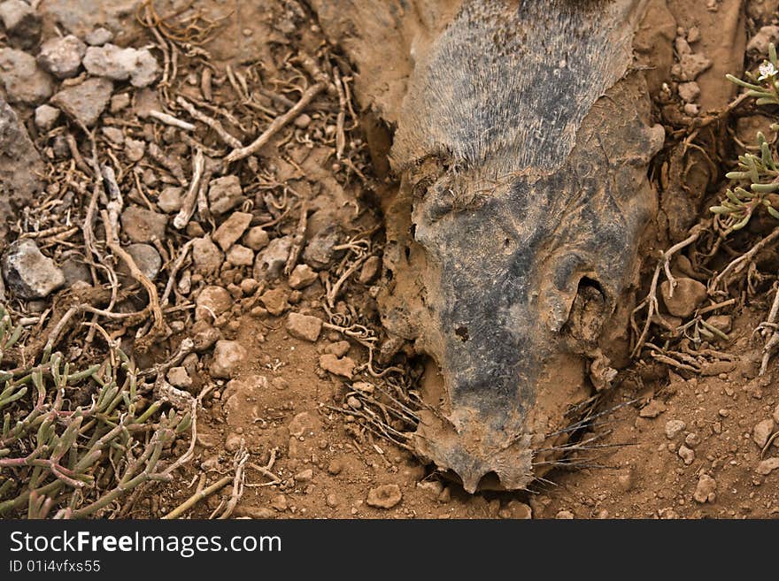 Dead Galapagos sea lion (Zalophus wollebaeki)