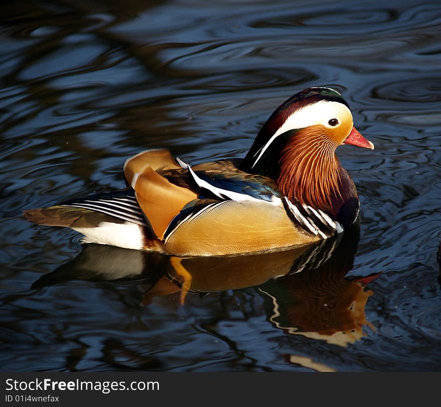 Magnificent feather of mandarin duck