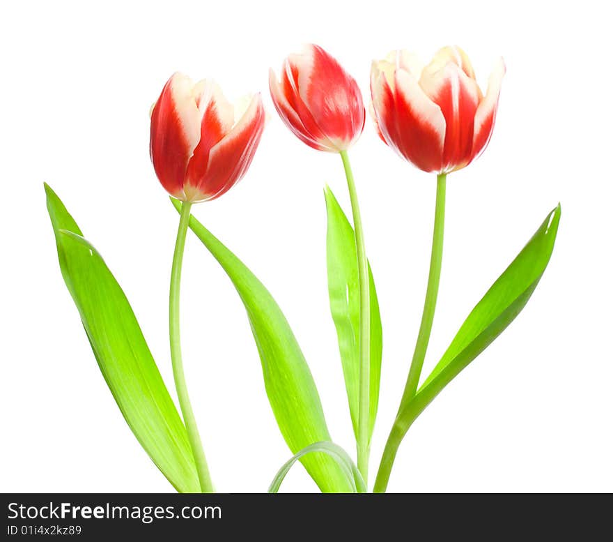 Three red-white tulips, isolated