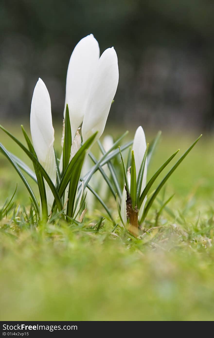 Beautiful white spring flower with shallow dof