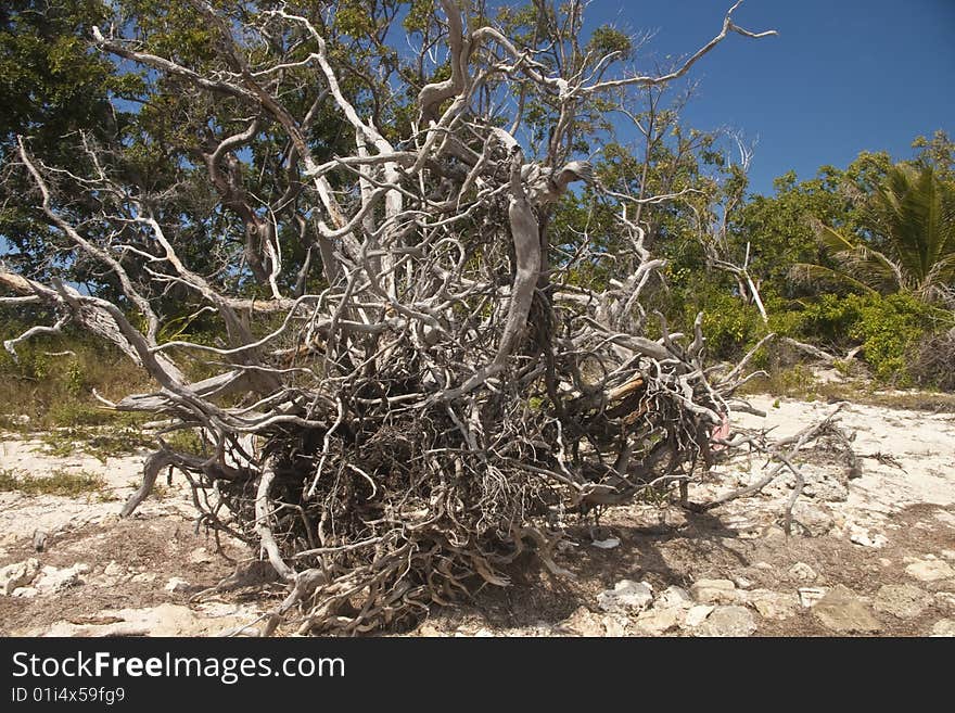 Dead bleached tree on Florida Keys beach. Dead bleached tree on Florida Keys beach