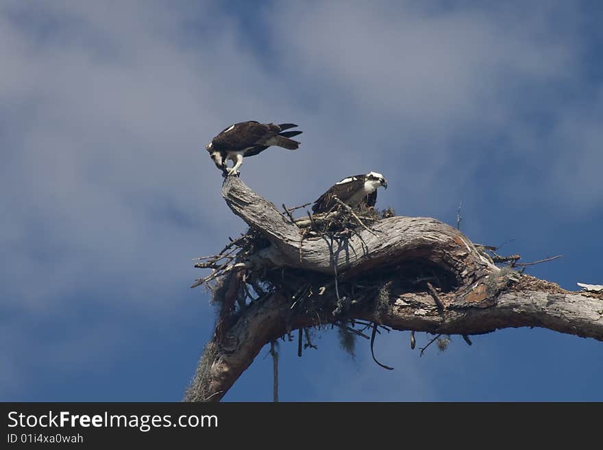 A pair of ospreys guarding their nest. A pair of ospreys guarding their nest