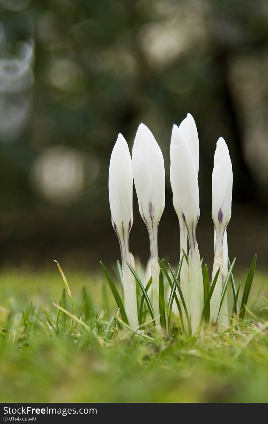 Spring flower