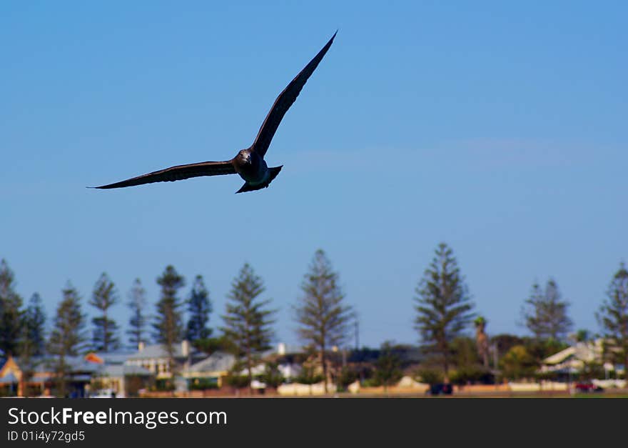 A seabird in flight above the Gulf St Vincent, Semaphore, Adelaide. A seabird in flight above the Gulf St Vincent, Semaphore, Adelaide.