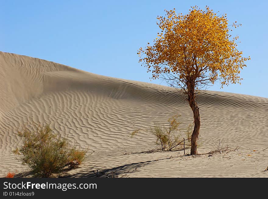 Golden populus (Populus diversifolia Schrenkin) tree in the desert of Singkiang,China. Golden populus (Populus diversifolia Schrenkin) tree in the desert of Singkiang,China