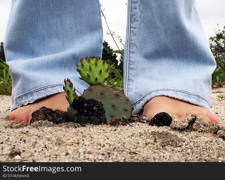 Small cactus on the beach. Small cactus on the beach