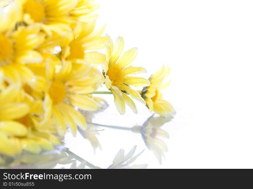 Yellow Daisys Isolated On White Background