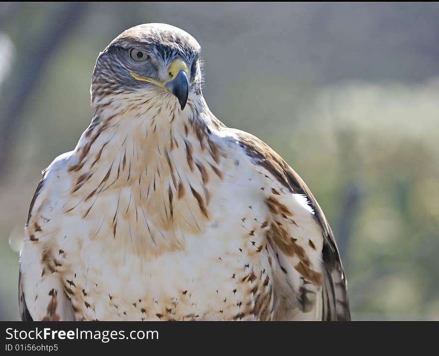 Ferruginous Hawk In Desert