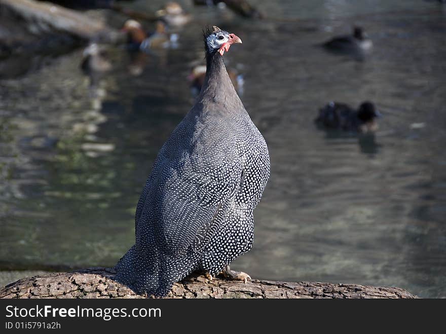 A Guinea fowl sitting on a log in a pond