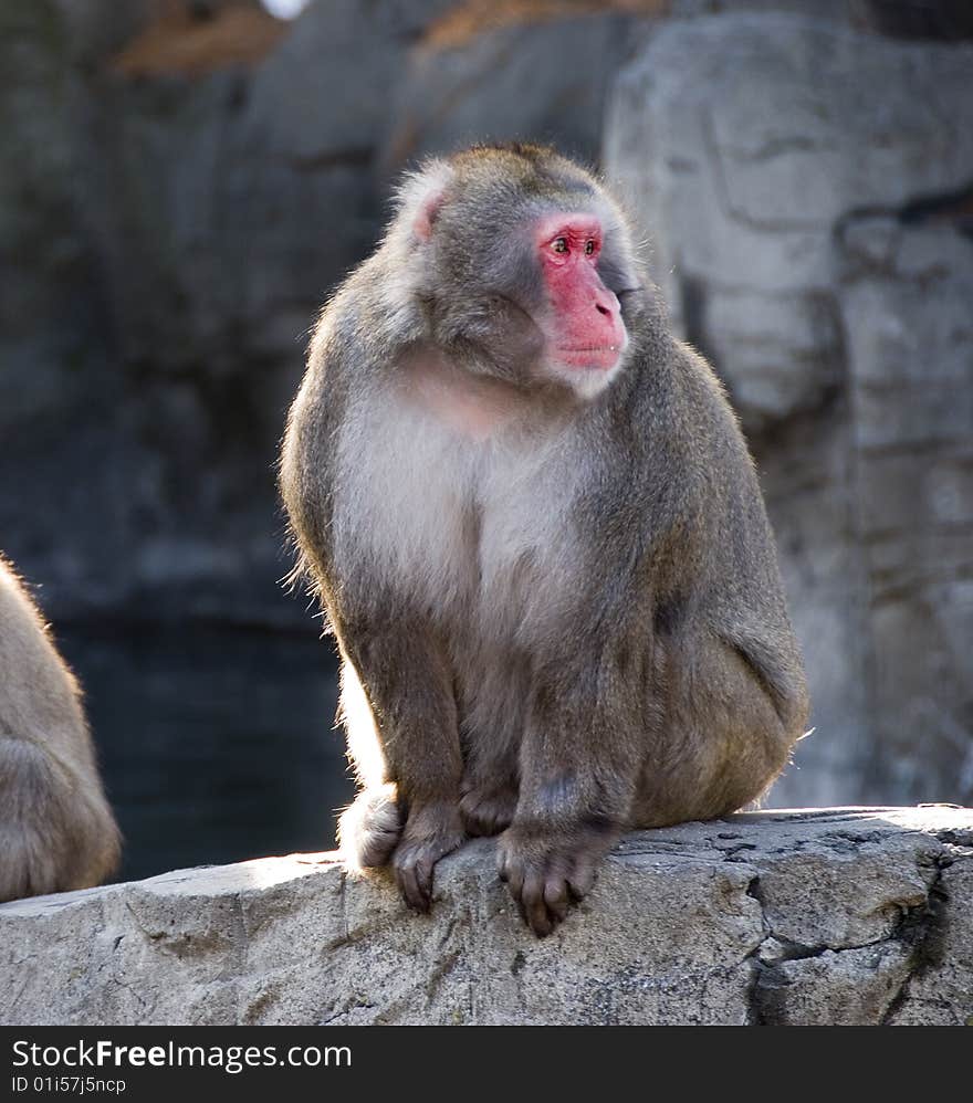 Snow monkey sitting on a rock