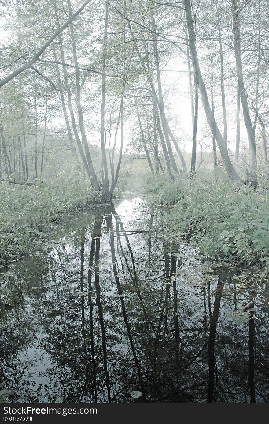 River in forest with reflection of trees