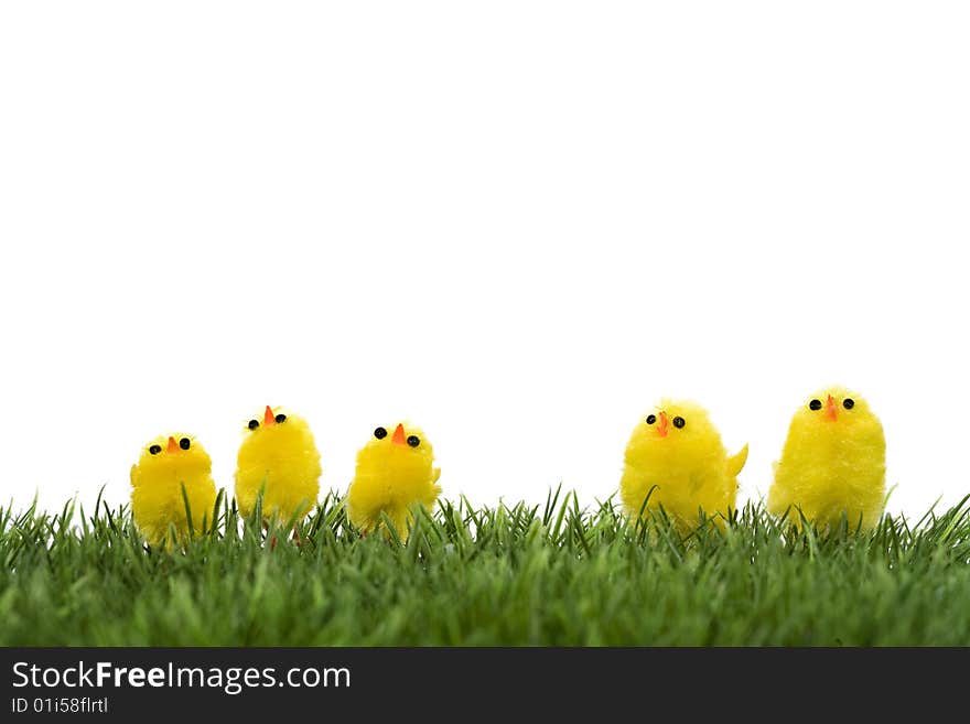 Family of yellow chicks on a green grass