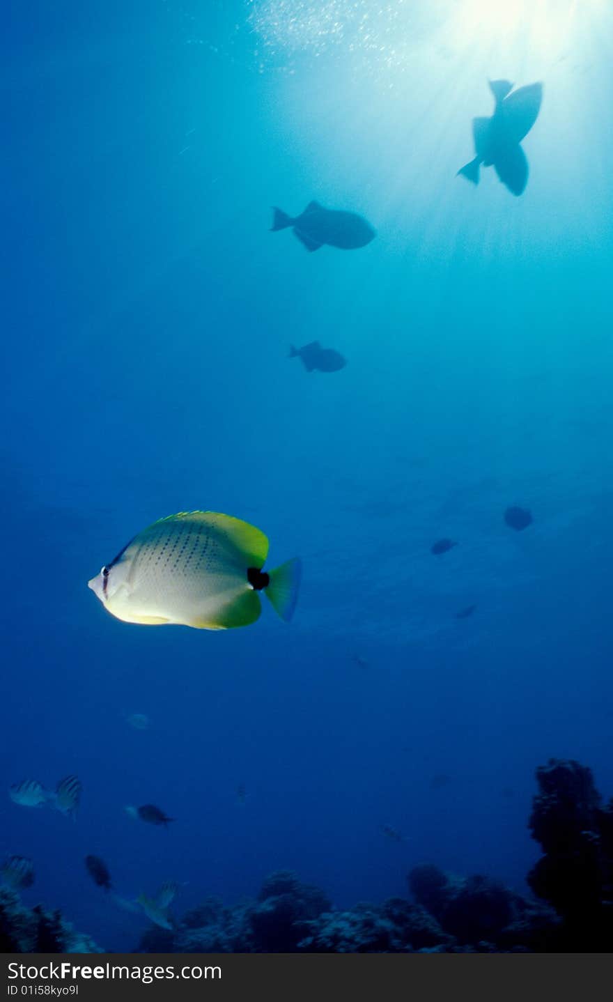 A Milletseed Butterfly Fish, Chaetodon miliaris, swims by as Triggerfish swimming above are silhouetted by the suns rays penetrating the warm waters on the west coast of Oahu. The Milletseed Butterfly Fish is endemic to Hawaii.