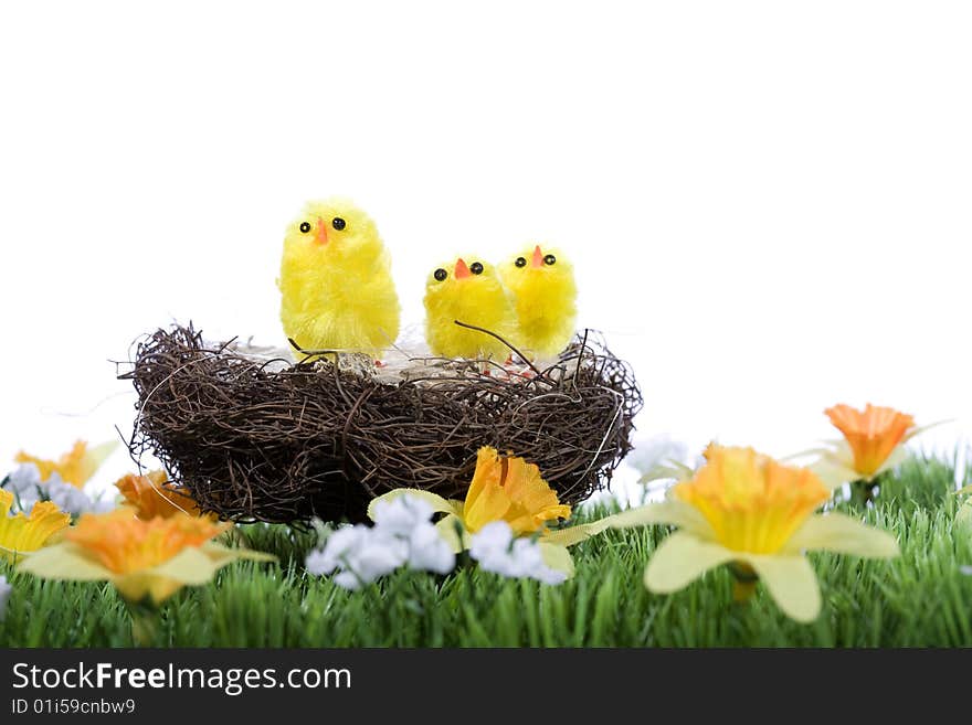 Baby chicks sitting in nest