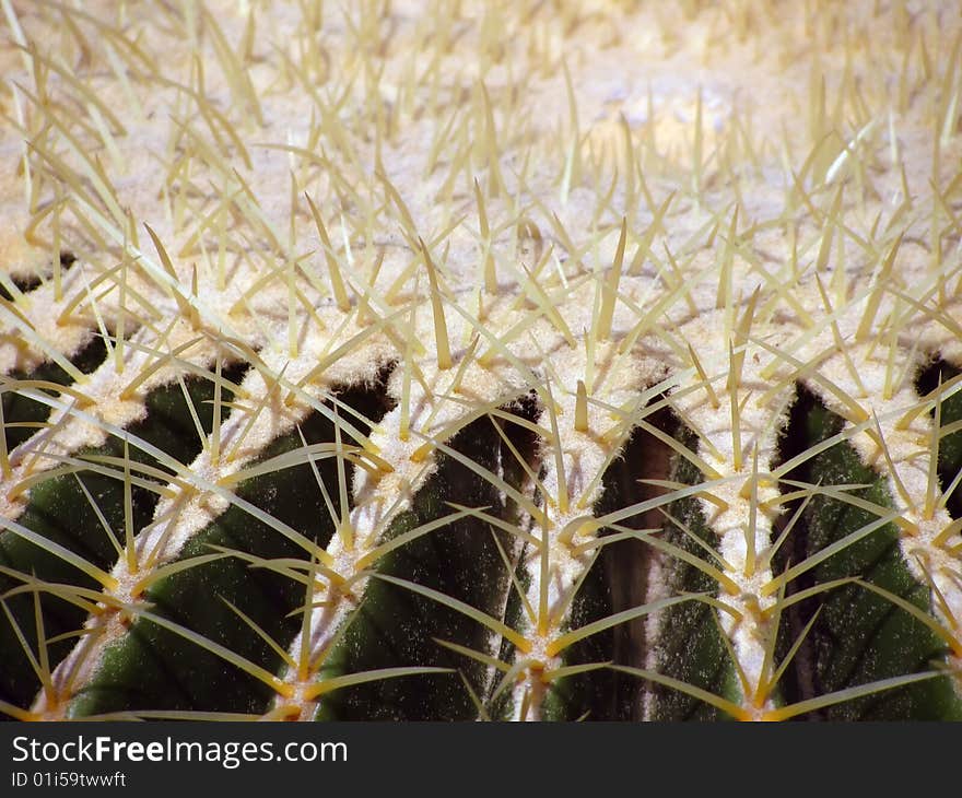 Barrel Cactus