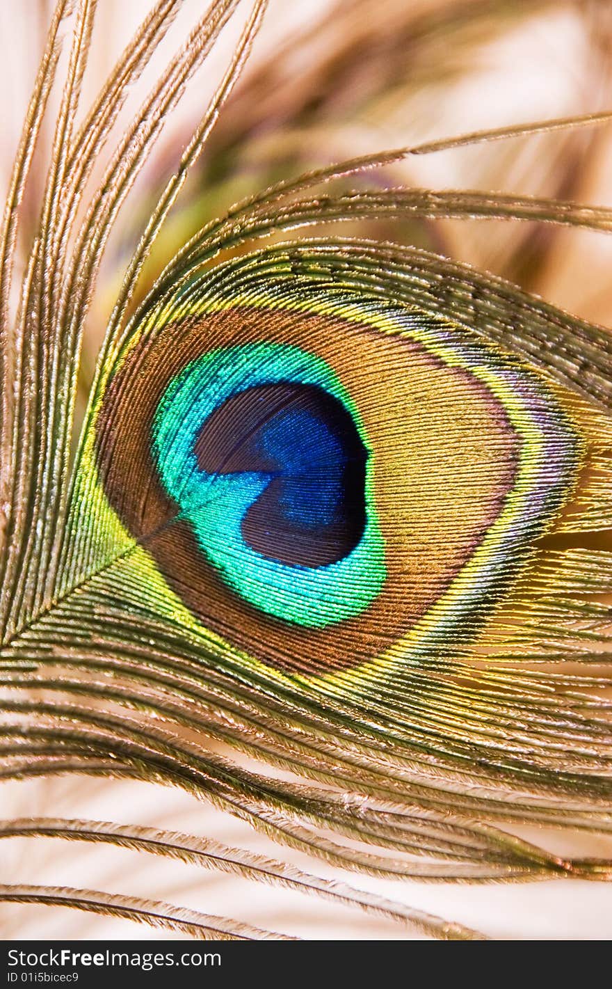 Photo peacock feather on a background of yellow wall in the house. Photo peacock feather on a background of yellow wall in the house