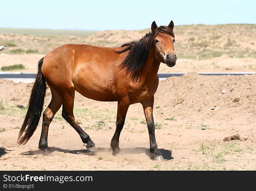 The image of Mongolia horse neimenggu China