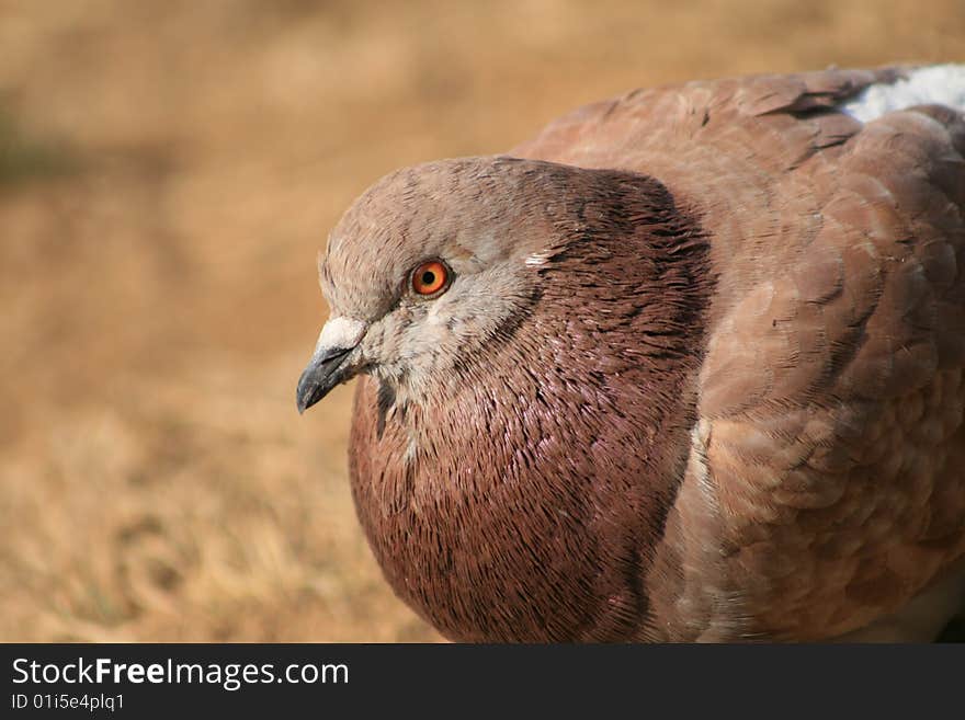 A brown pingeon