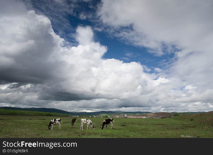 Meadows in hulunbeier ,inner Mongolia,china. Meadows in hulunbeier ,inner Mongolia,china