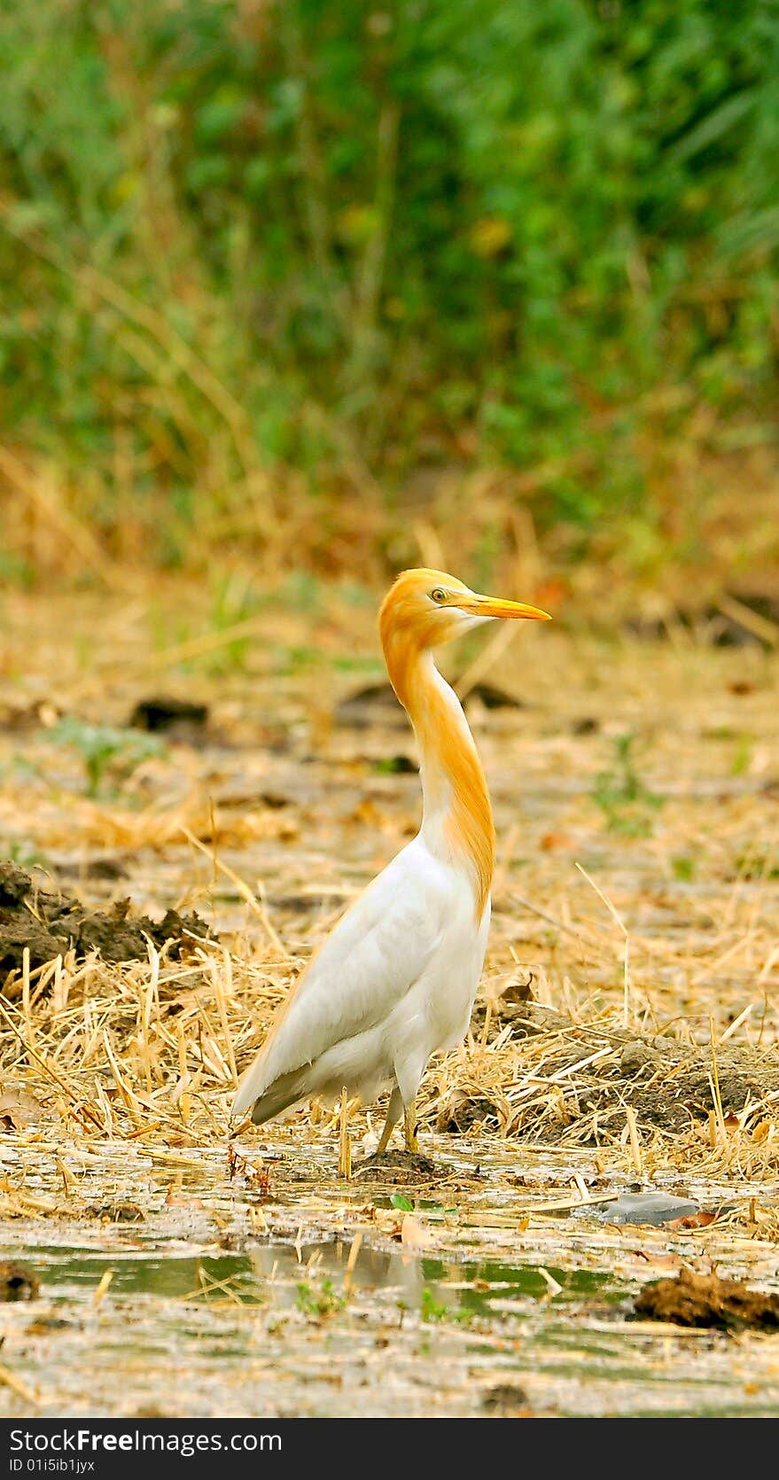 White cattle egret