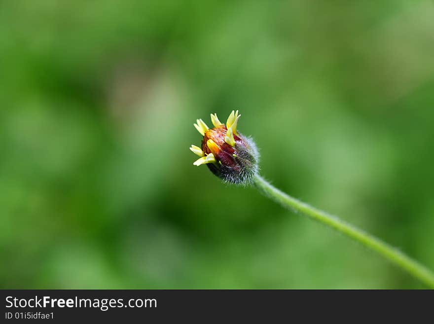 Close up of a groundsel over green background.