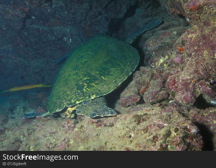 A Green Sea Turtle sleeps under a rock ledge near the gas and electric plant outflow pipe shoal on the west coast of Oahu, Hawaii. A Green Sea Turtle sleeps under a rock ledge near the gas and electric plant outflow pipe shoal on the west coast of Oahu, Hawaii.