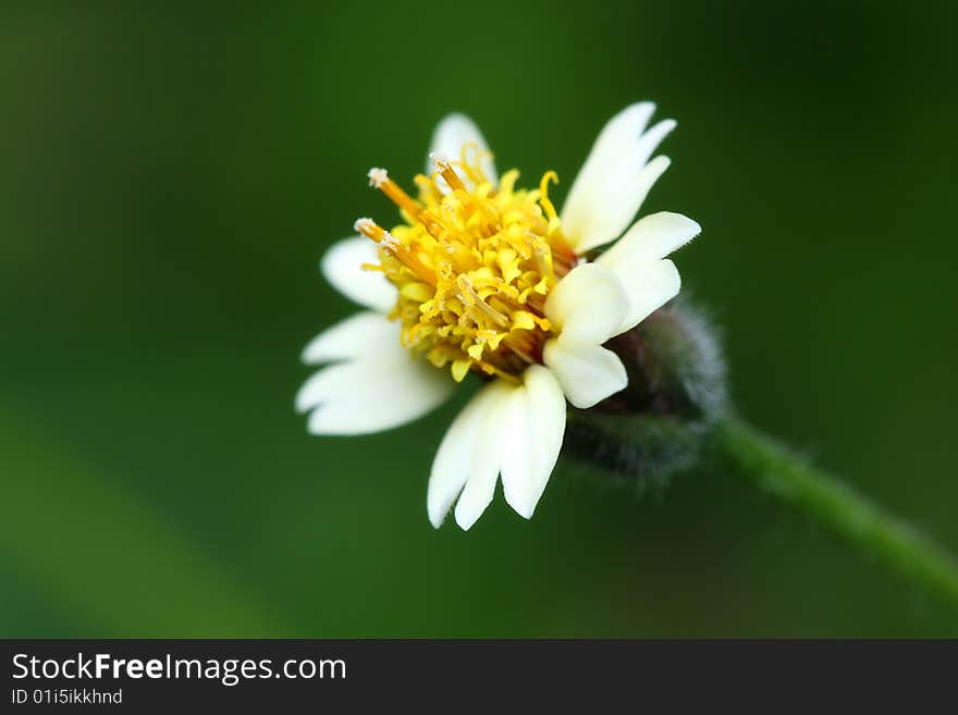 Close up of a groundsel over green background.