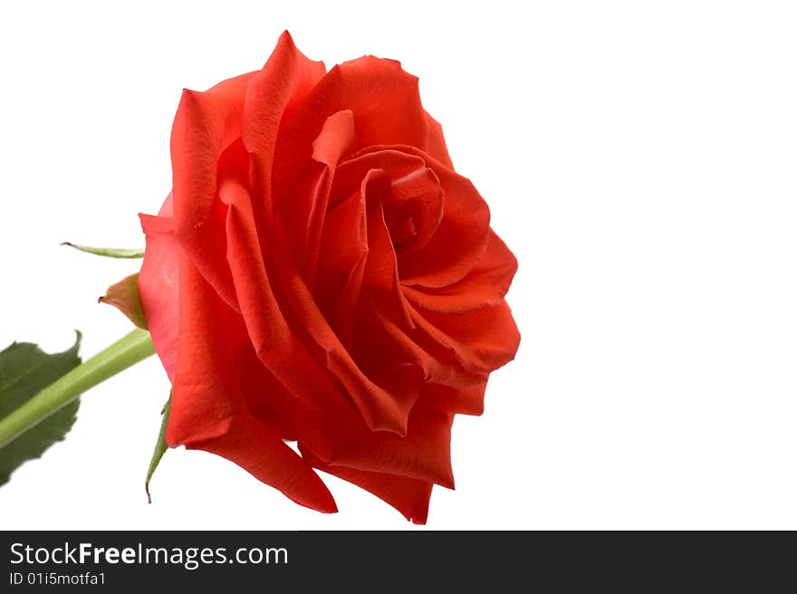 Fresh roses on a white background