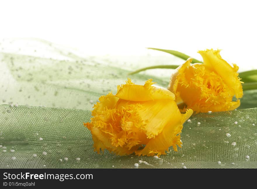 Yellow tulips against light green background