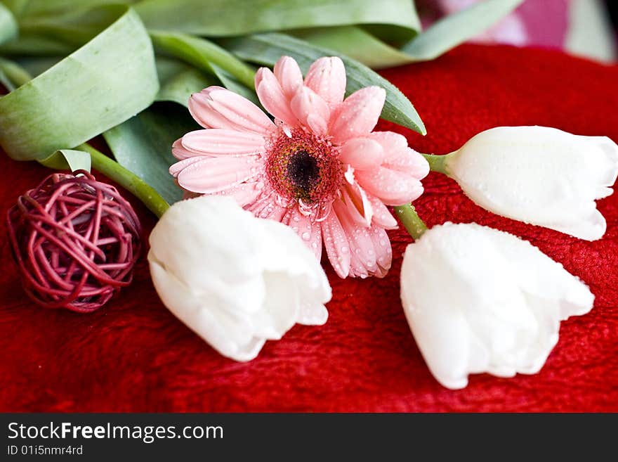 Three white tulips and a pink Gerber. Three white tulips and a pink Gerber