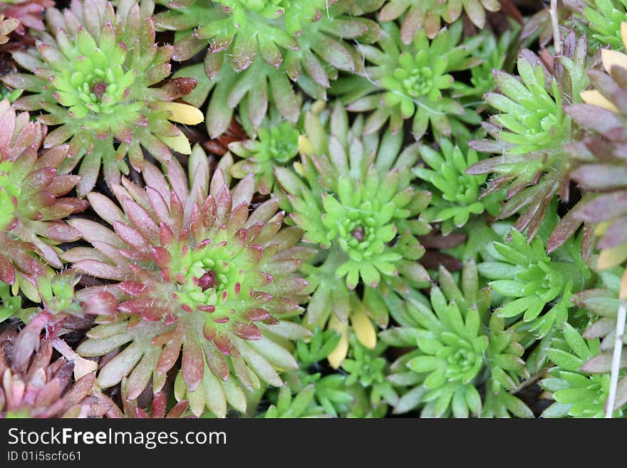 Background in the form of Sempervivum tectorum. Background in the form of Sempervivum tectorum