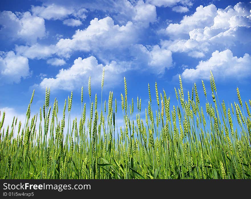 Early summer corn with a blue sky background. Early summer corn with a blue sky background