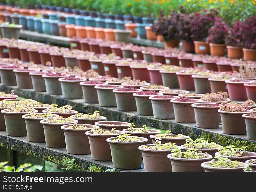 Potted plants growing up in botanical garden