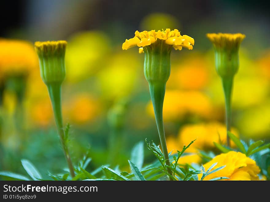 Marigold flowers in a lovely garden