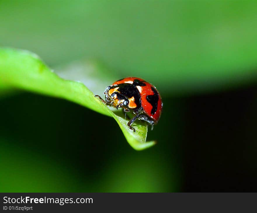 Red Beetle