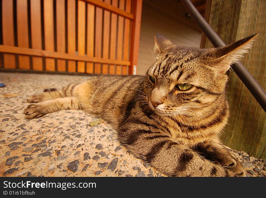 Domestic mate tabby cat looking mean. Domestic mate tabby cat looking mean