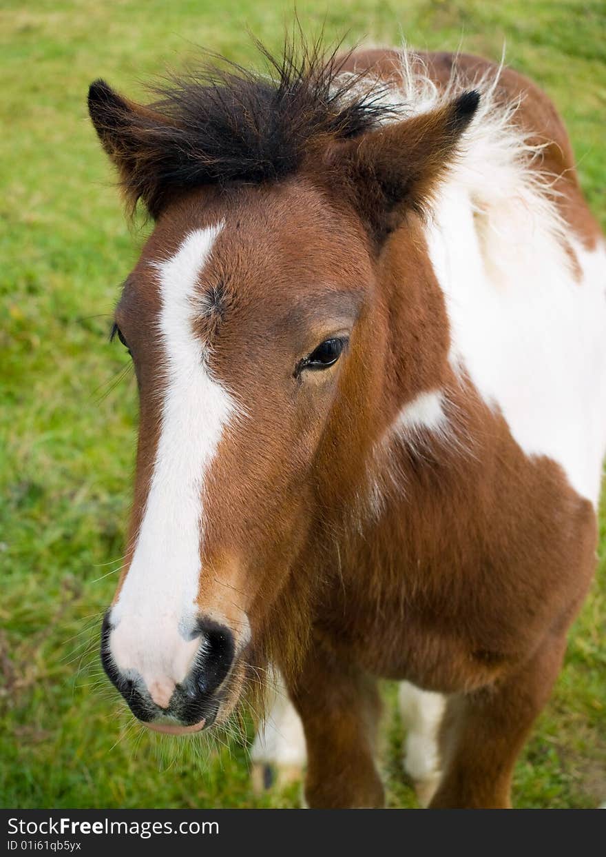 Brown and white Foal standing in a grassy paddock