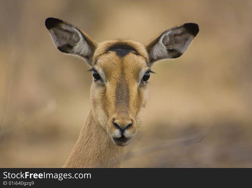 Impala Stare